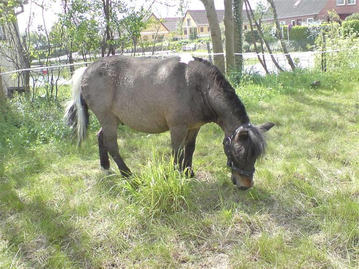 Shetlænder Lille skid (Solgt) - Den dejlige pony billede 12