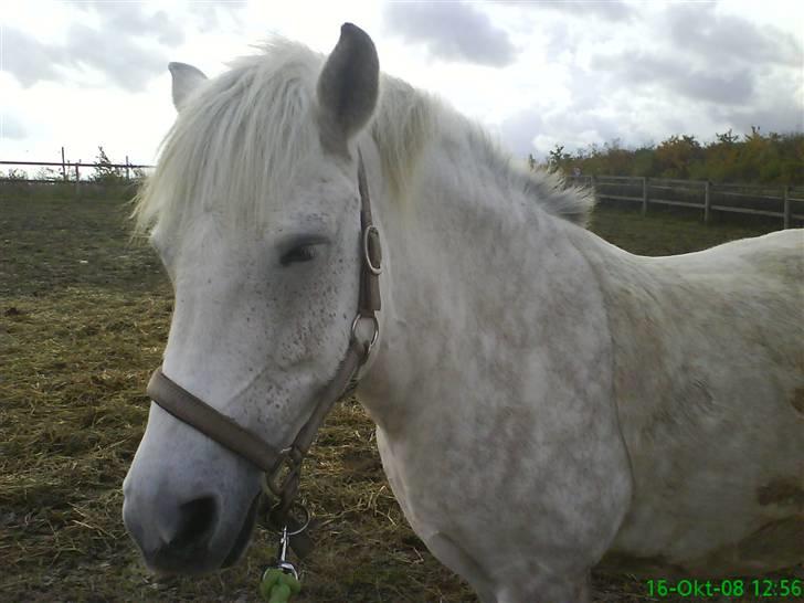 Anden særlig race Cloe´ - Savner dig R.I.P  - Min lille Mulleh-pige på fold<3 billede 19