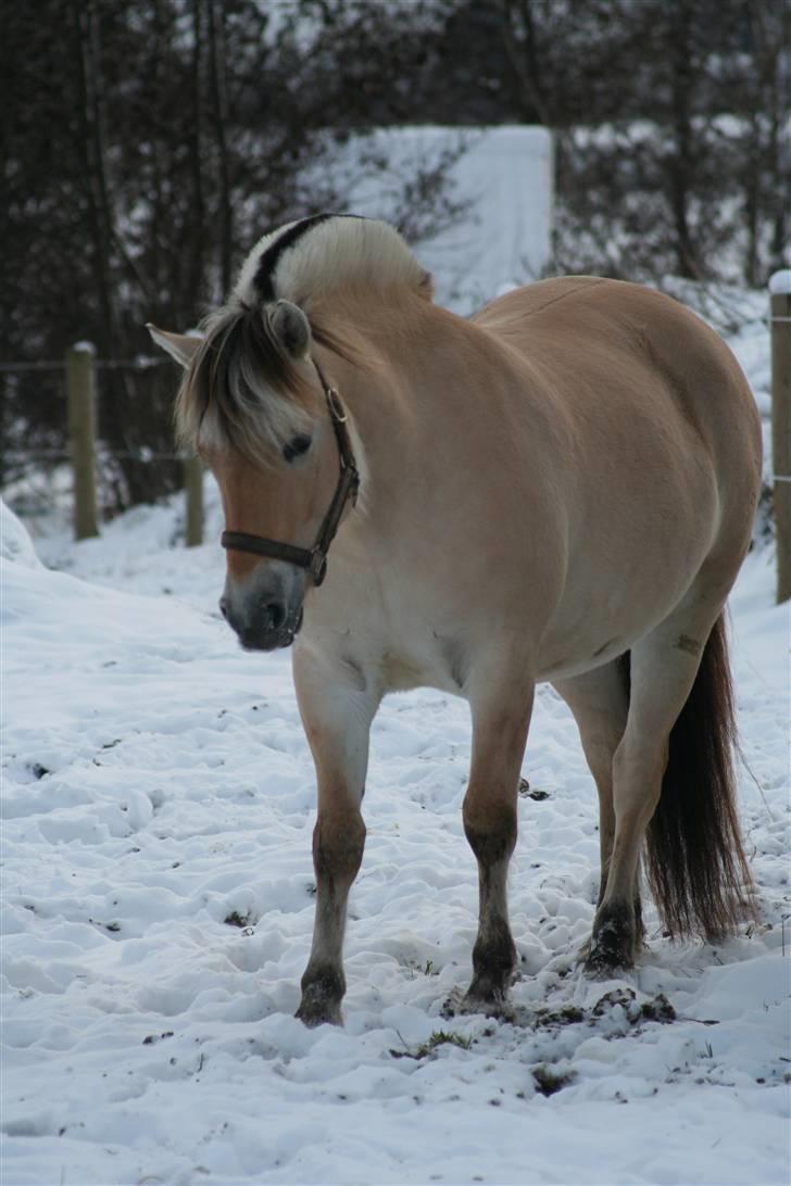Fjordhest Juliette Halsnæs - December 09.  (foto: Mille) billede 1