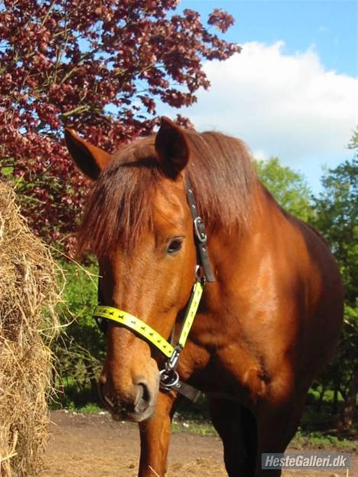 Anden særlig race Grønvangs Quinzy [R.I.P] - 4. Smukke Quinzy i sommer sol (taget af mig) billede 17
