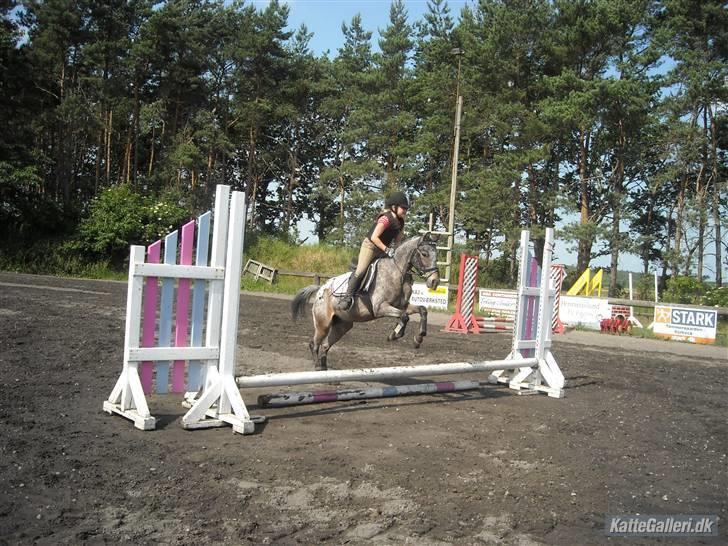 Amerikansk Pony springer SMOKY - 9) smoky og jeg på ridejejr ude på kalle foto: Nicoline billede 9