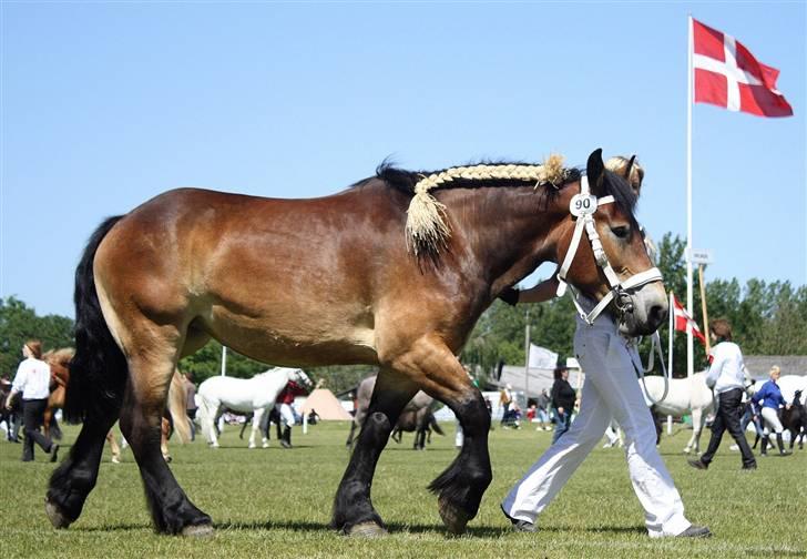 Belgier Sif af Blan (Hvil i fred) - fotograf =Krikken ( the forbidden fruit taste the sweetest )  billede 9