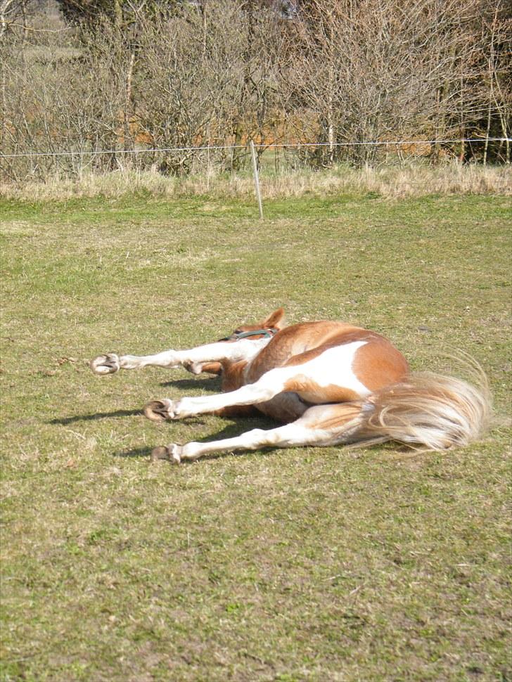 Anden særlig race C-mol  - Blev nødt til at lægge det her ind. Det ligner at han er død! xD billede 7