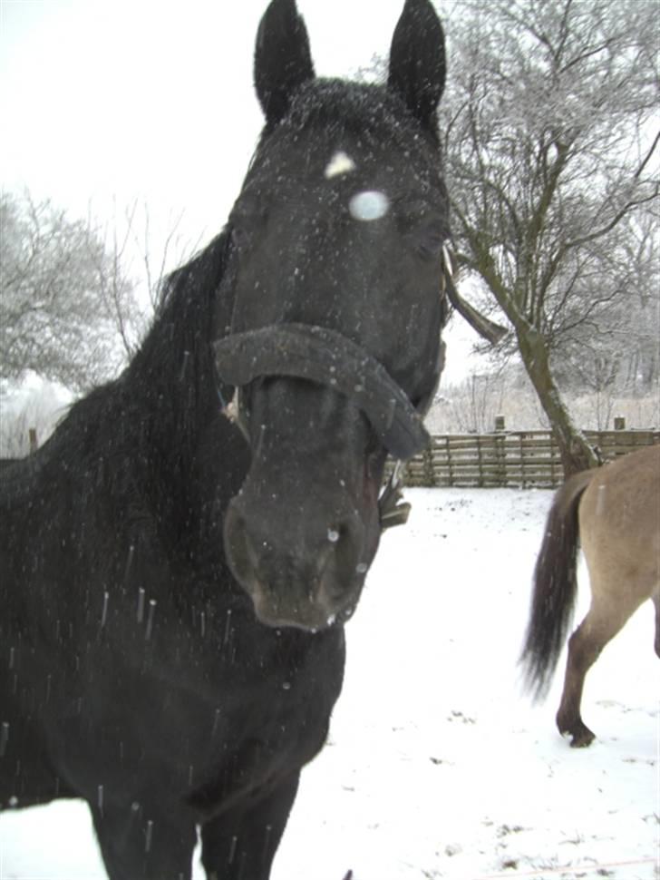 Oldenborg Lucky Star R.I.P billede 10