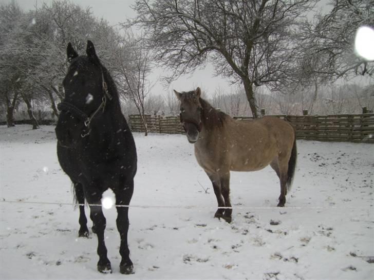 Oldenborg Lucky Star R.I.P - lucky og arkadia feb. 09 billede 11