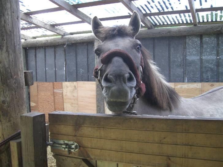 Konik Polski Arkadia(fået nyt hjem) - feb. 09 billede 8