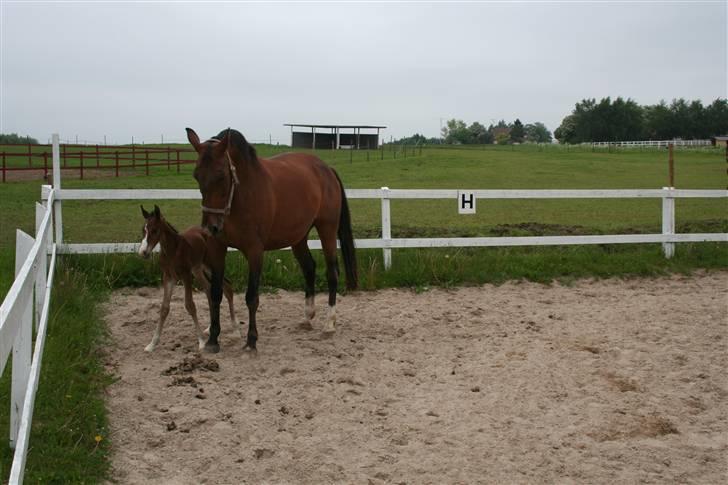 Dansk Varmblod Stenlandsdals Don Marco - lille dig som føl..:D<3 billede 2