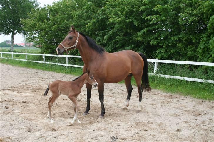 Dansk Varmblod Stenlandsdals Don Marco - en til af diig>_< billede 3