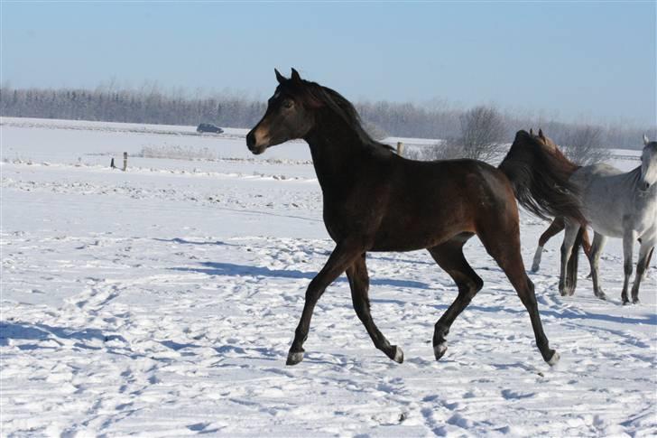 Arabisk fuldblod (OX) Fanillah - i sne vejr, d. 14 februar.  billede 18