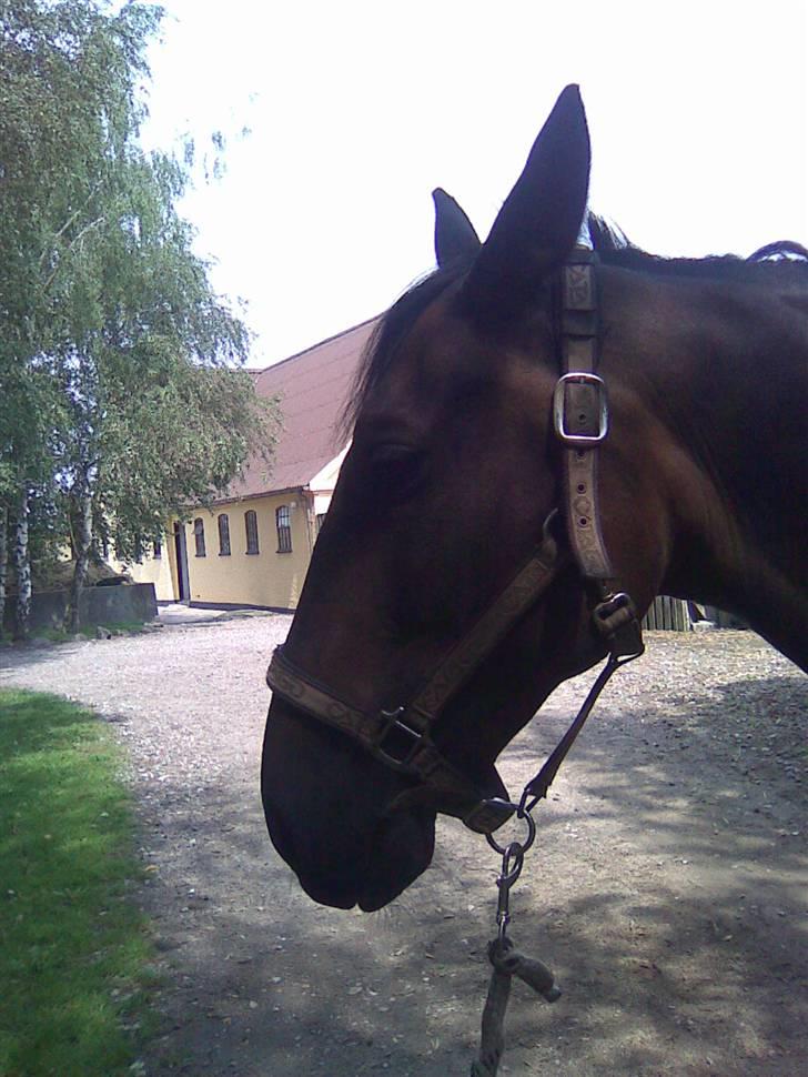 Oldenborg Pirana- Solgt.. - smuk hest  billede 3