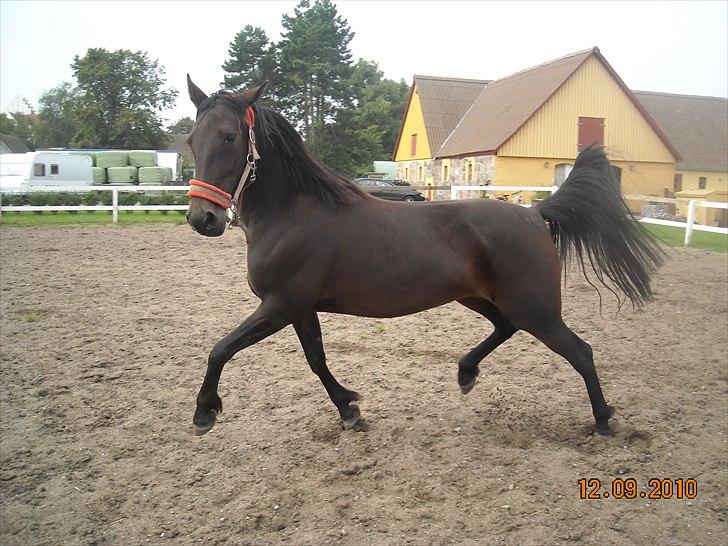 Traver Jettes Pride billede 1