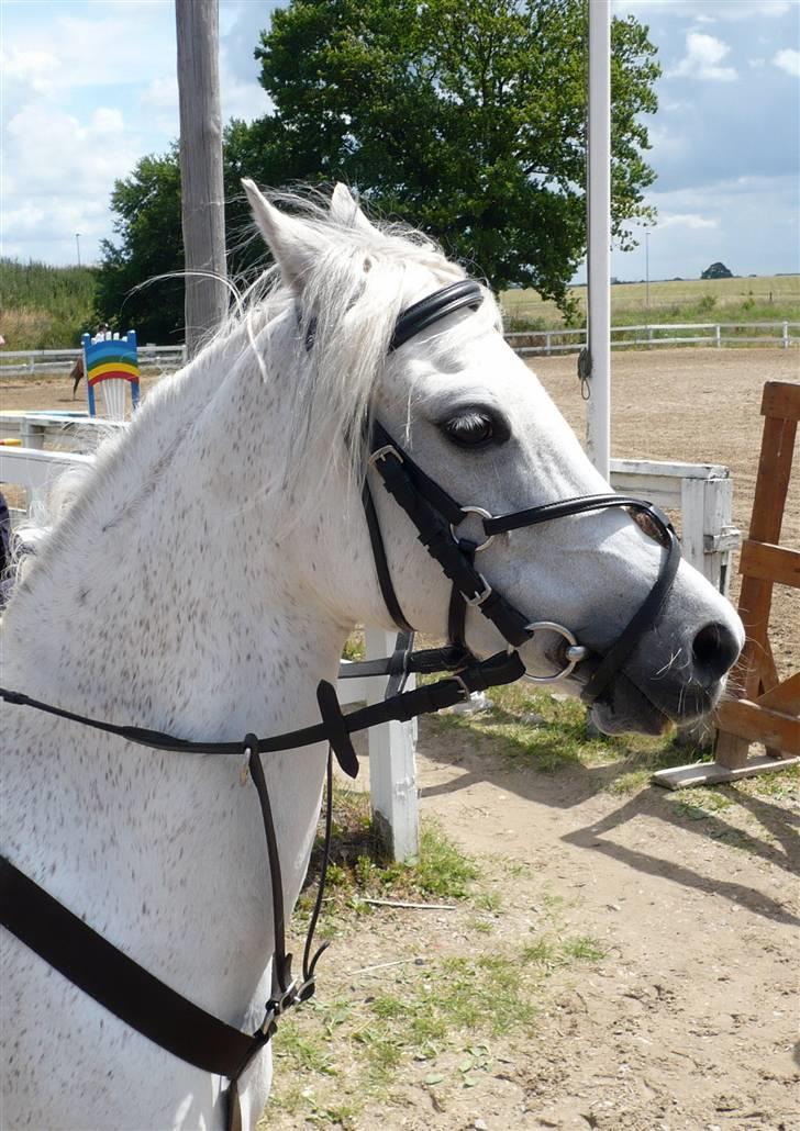 Welsh Pony af Cob-type (sec C) lyngvejens Duches (Solgt) - er mit hoved ikk bare nuttet, den her ansigt løfning er virkelig god, kan ikk så godt finde ud af at stave:-( øvvv billede 3