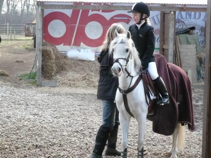 Welsh Pony af Cob-type (sec C) lyngvejens Duches (Solgt) - 3 plads jaaa vores første stævne billede 4