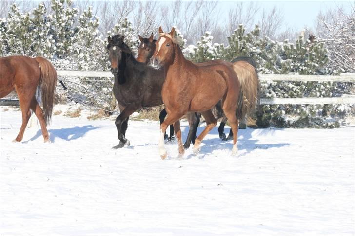 Arabisk fuldblod (OX) Cornicowah billede 10