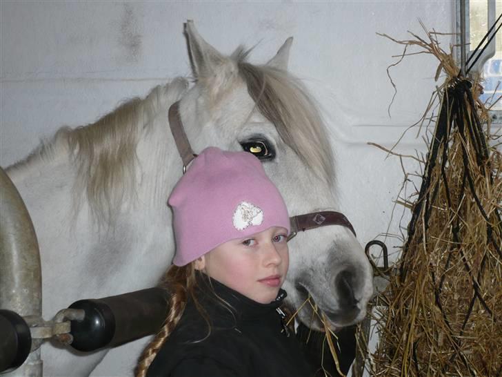 Welsh Pony af Cob-type (sec C) lyngvejens Duches (Solgt) - gå væk jeg vil have mad nuuuuuu billede 8