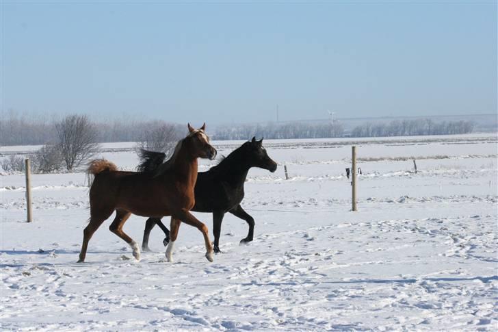 Arabisk fuldblod (OX) Cornicowah billede 11