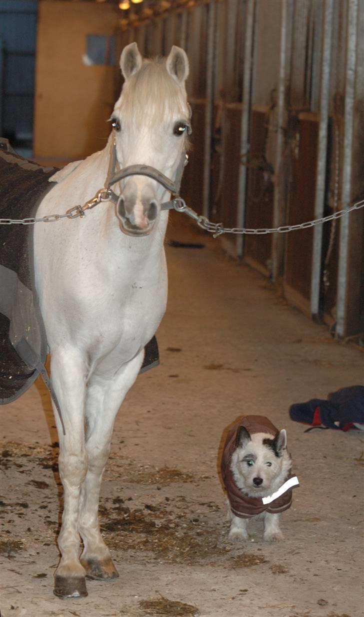 Welsh Pony af Cob-type (sec C) lyngvejens Duches (Solgt) - jeg er sååå nutted (gik nederst på billedet) billede 10