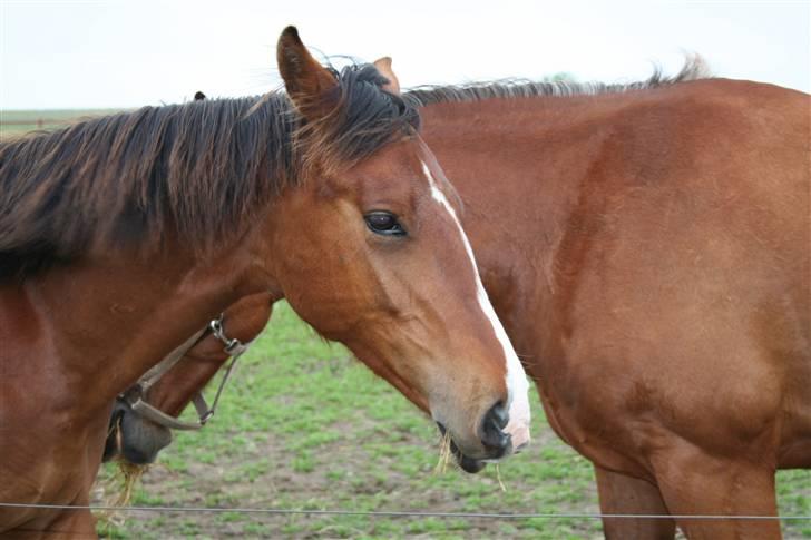 Dansk Varmblod Stenlandsdals Don Marco - lidt støre... billede 4