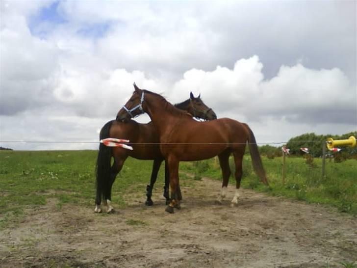 Oldenborg kanut rosengård. R.I.P <3 - første gang på fold, med sin nye foldmakker big blue. billede 3