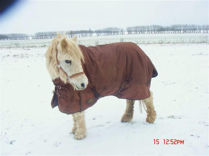 Anden særlig race Misty R.I.P billede 20