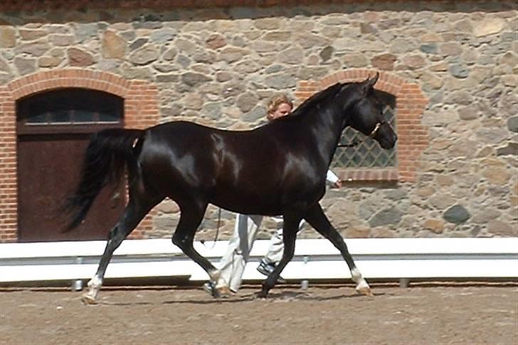 Arabisk fuldblod (OX) Kubinijah - Til Show. billede 1