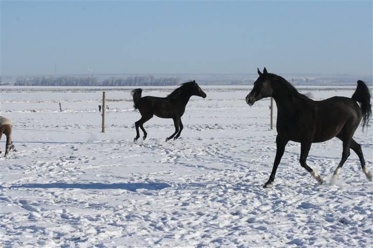 Arabisk fuldblod (OX) Kubinijah - i sne vejr, d. 14 februar.  billede 2