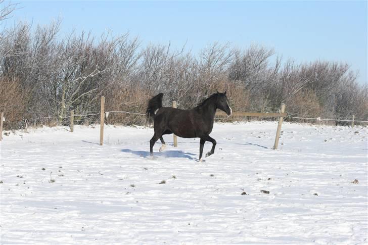 Arabisk fuldblod (OX) Kubinijah - gang maskinen (: billede 4
