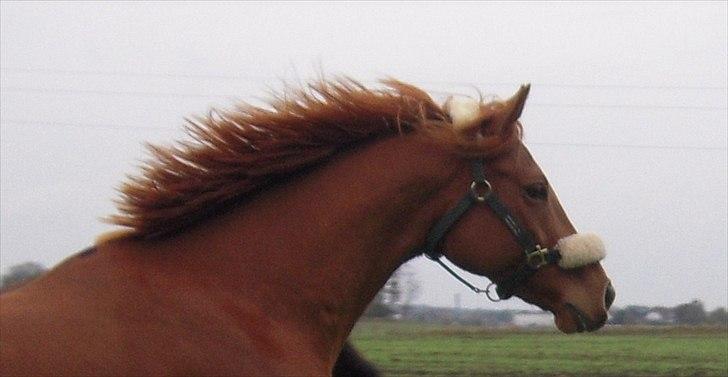 Fuldblod (XX) Don't Hide Me billede 3