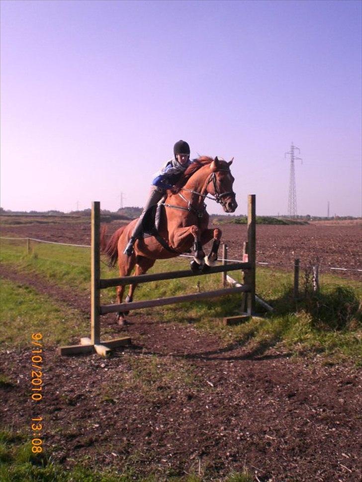 Fuldblod (XX) Don't Hide Me billede 4