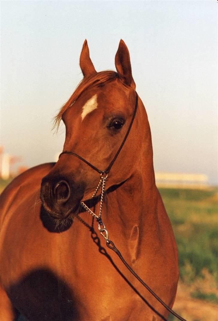 Arabisk fuldblod (OX) Fadjah. billede 1