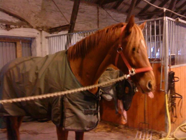 Fuldblod (XX) Don't Hide Me - Da jeg var oppe at kigge på Hide (: <3 (Fotograf-Mig) billede 5