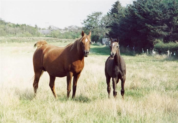 Arabisk fuldblod (OX) Fadjah. billede 2