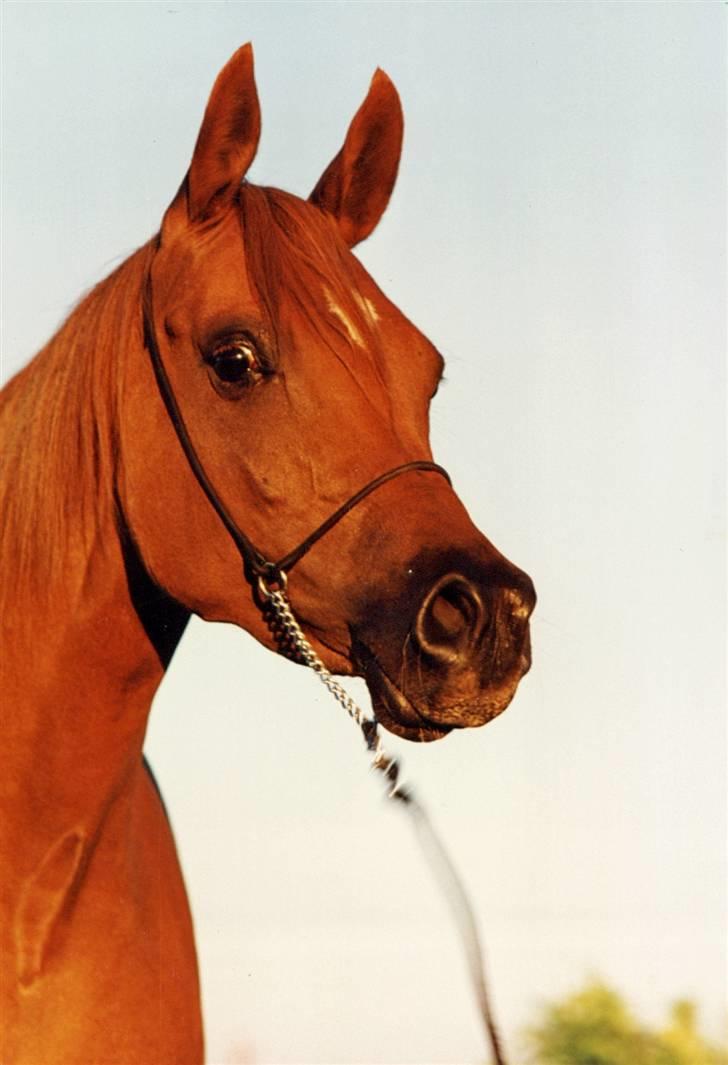 Arabisk fuldblod (OX) Fadjah. billede 3