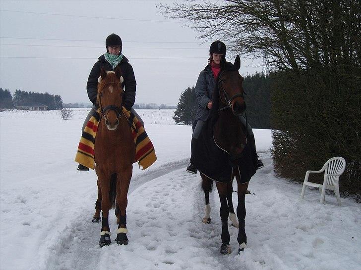 Fuldblod (XX) Don't Hide Me billede 6