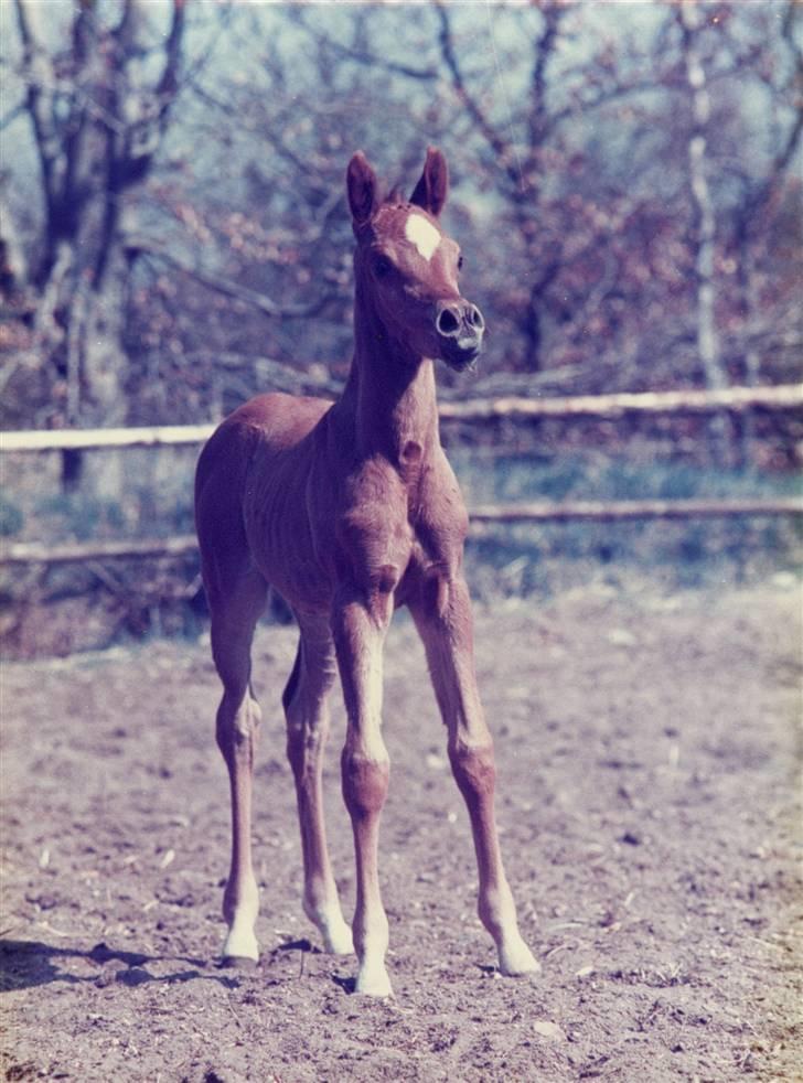 Arabisk fuldblod (OX) Fadjah. - Fadjah som føl.  billede 4