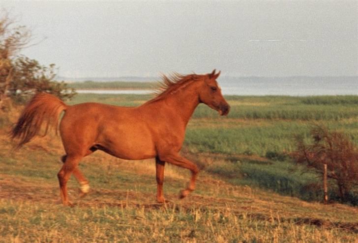 Arabisk fuldblod (OX) Fadjah. billede 5