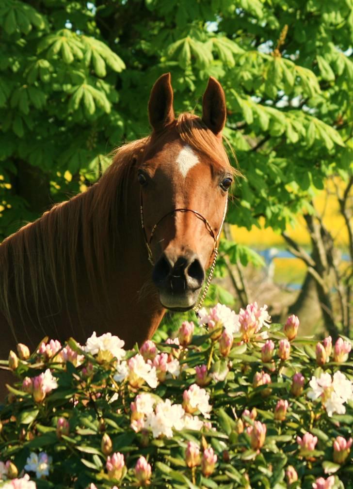 Arabisk fuldblod (OX) Fadjah. billede 6