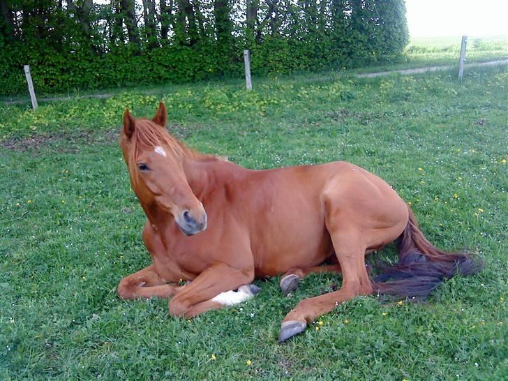 Fuldblod (XX) Don't Hide Me - Den smukke var blevet lidt træt ude på folden d: ( Taget d. 10/5 09 Fotograf-Mig ) billede 7