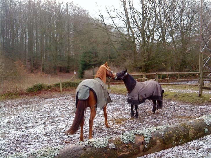 Fuldblod (XX) Don't Hide Me - Grimekrig med Sonny en af de første dage jeg havde fået ham. Hvor han gik på fold med Sonny(: billede 9