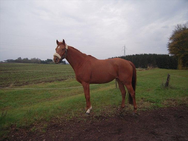 Fuldblod (XX) Don't Hide Me billede 10