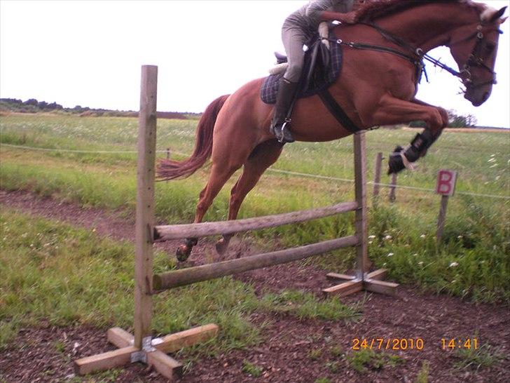 Fuldblod (XX) Don't Hide Me billede 11