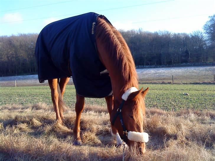 Fuldblod (XX) Don't Hide Me billede 12