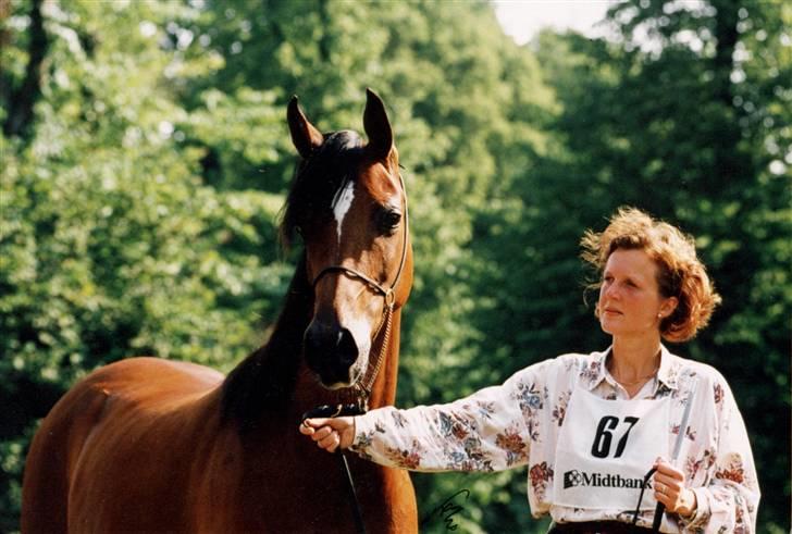 Arabisk fuldblod (OX) Nico R.I.P billede 1