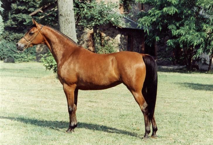 Arabisk fuldblod (OX) Nico R.I.P billede 2