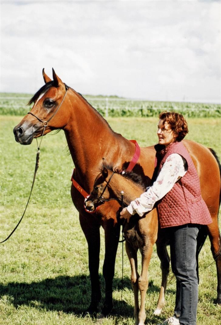 Arabisk fuldblod (OX) Nico R.I.P billede 3