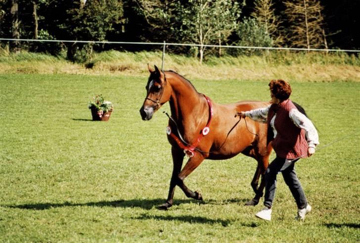 Arabisk fuldblod (OX) Nico R.I.P billede 4