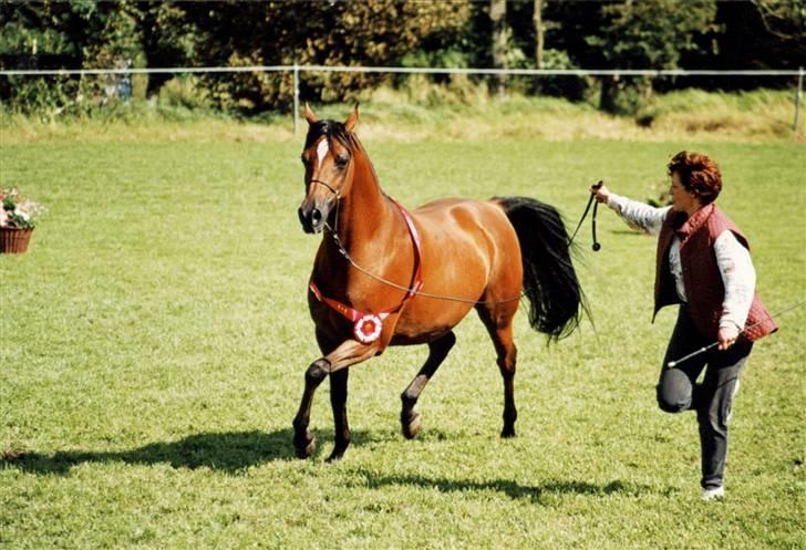 Arabisk fuldblod (OX) Nico R.I.P billede 5