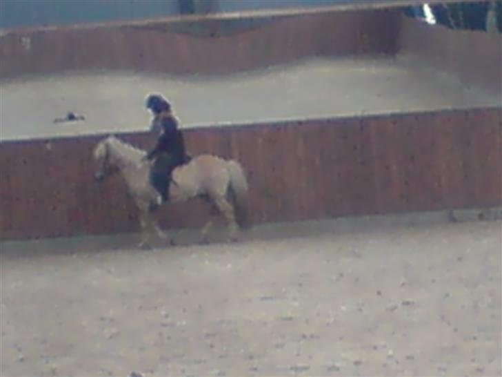 Islænder Thor fra Fagereng - Mig og Thor til ride kursus billede 16