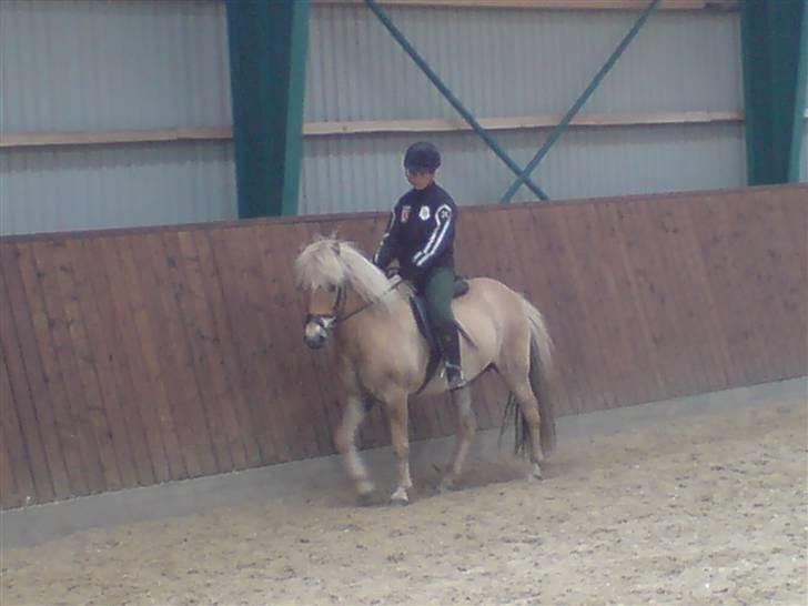 Islænder Thor fra Fagereng - Mig og Thor billede 17