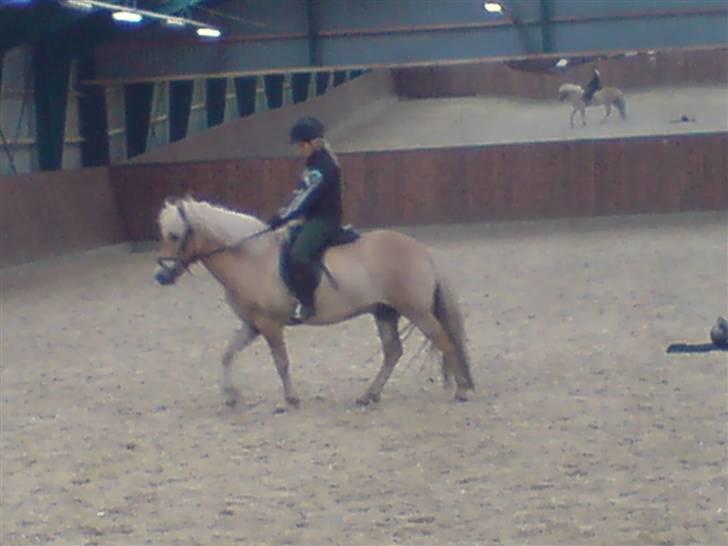 Islænder Thor fra Fagereng - Mig og Thor billede 19